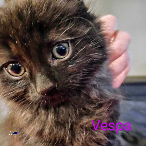 Vespa meet me at petstock keysborough store