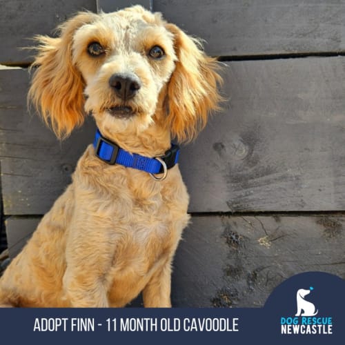 Finn - 11 Month Old Cavoodle (Trial)