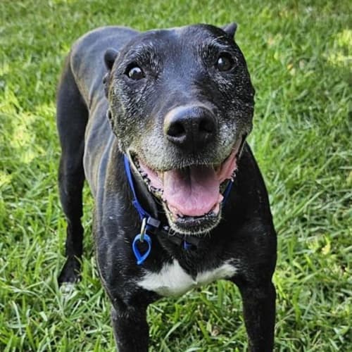 Boris *$150 Adoption Fee*