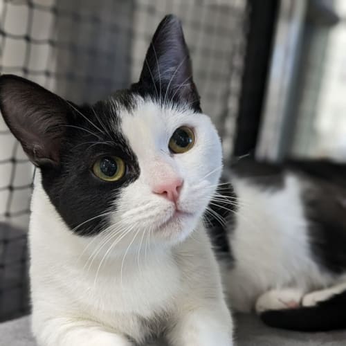 🧭 Roman 5066 🧭