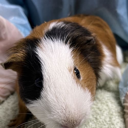Twix