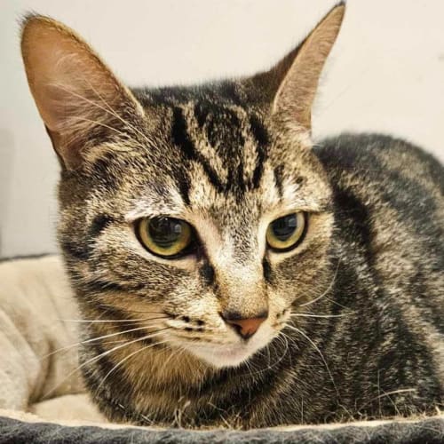 Lulu **2nd Chance Cat Rescue**