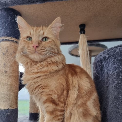 Sir Galahad * Fostered In Perth