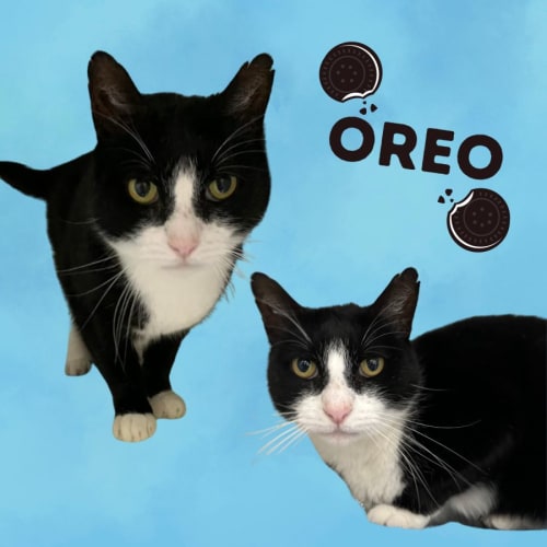 Oreo