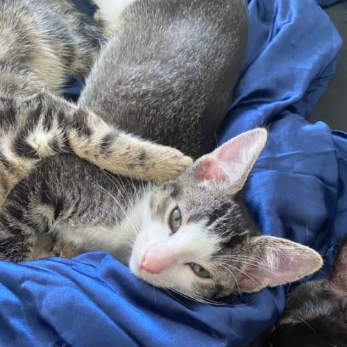 Tiefling **2nd Chance Cat Rescue**