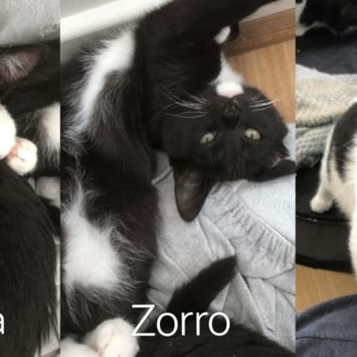 Zorro