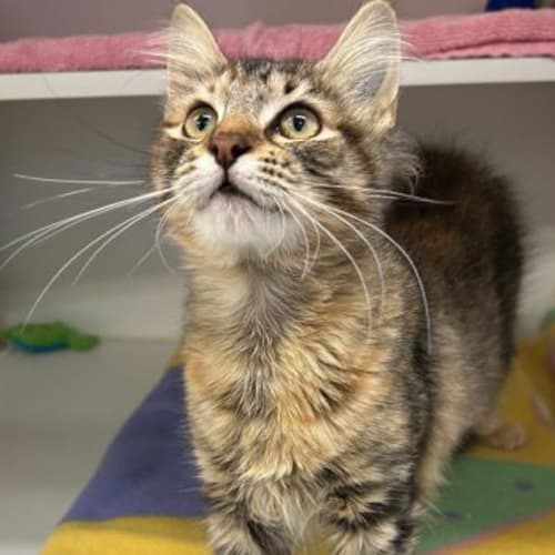 Clover