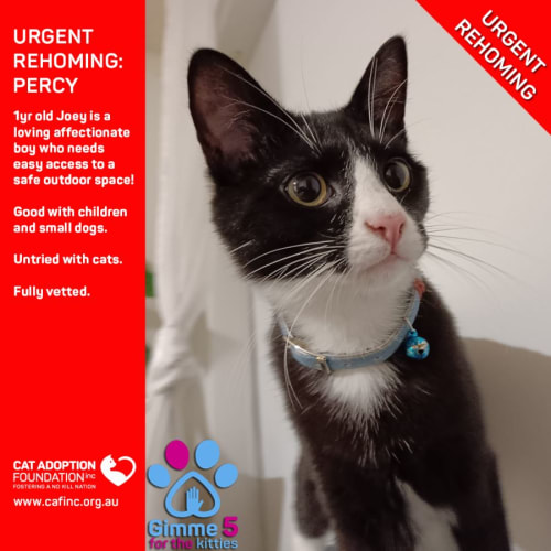 Joey Private Rehoming No Charge!