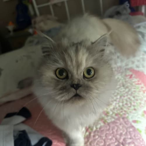 Rosie 
