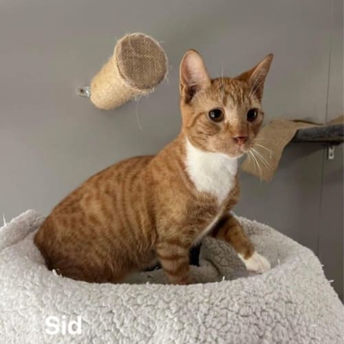 Sid