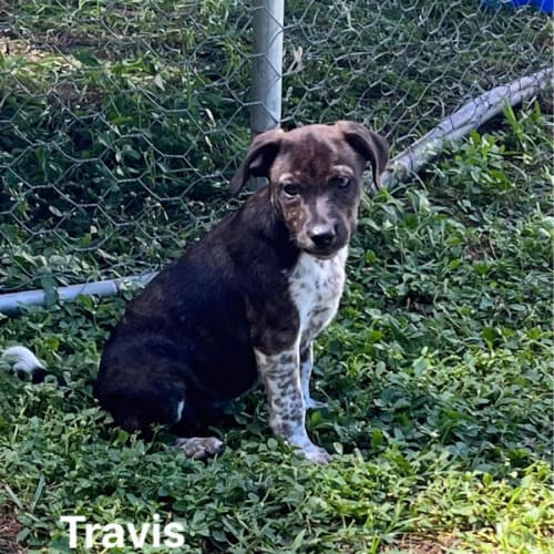 Travis