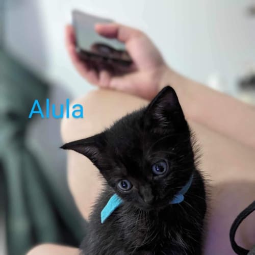 Alula 