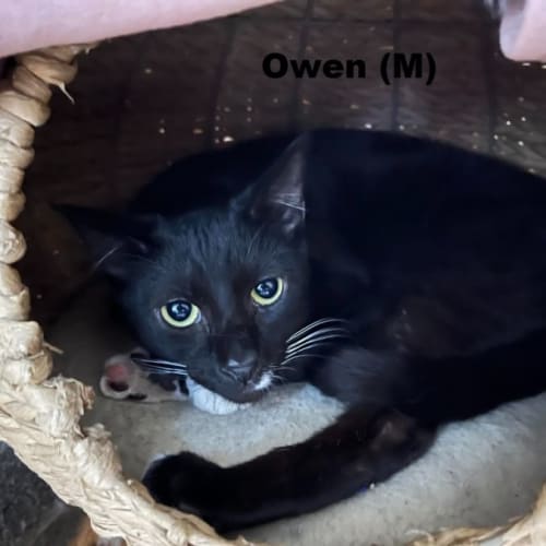 Owen