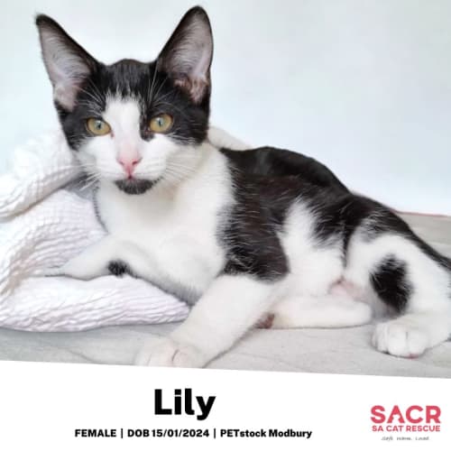 Lily