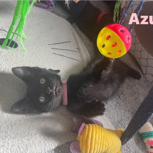 Azula**2nd chance cat rescue**