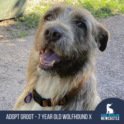 Groot - 7 Year Old Wolfhound X (Trial)