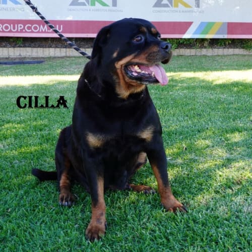 Cilla