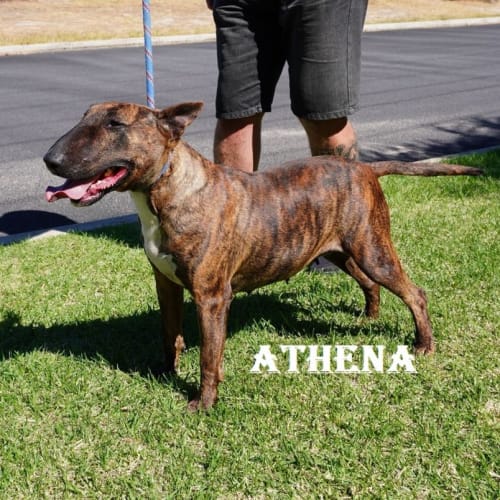 Athena