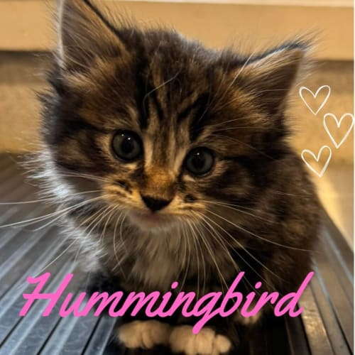 Hummingbird