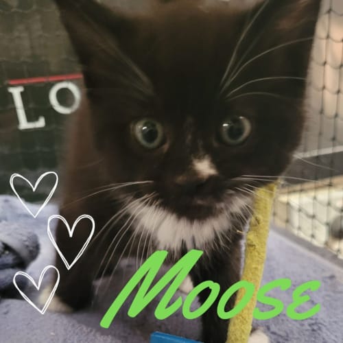 Moose