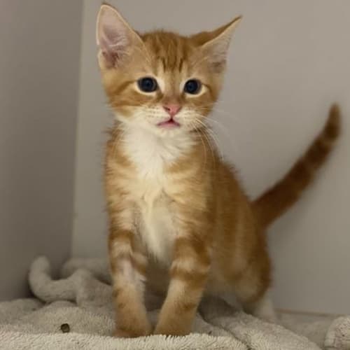 Sebastian