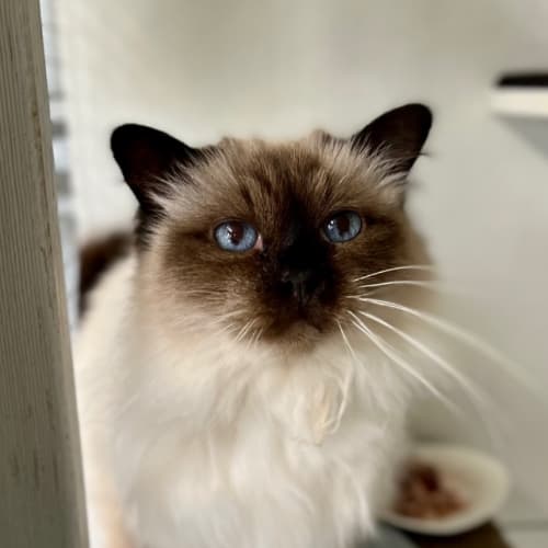 Posh Spice