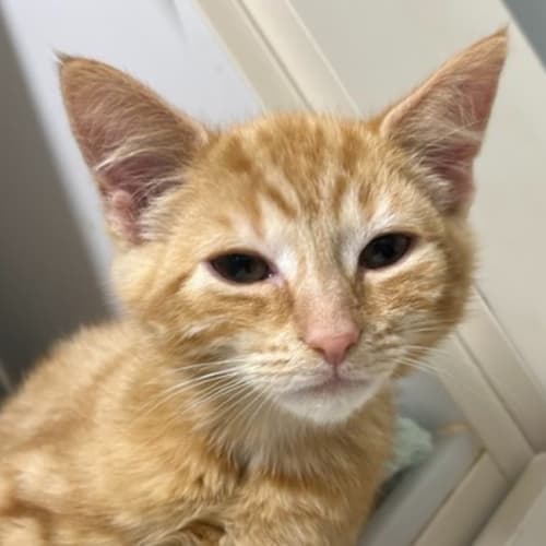 Ginger