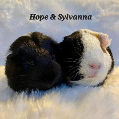 Hope & Sylvanna