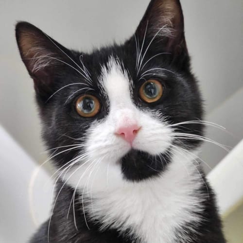 🏴‍☠️ Malakai 5115 🏴‍☠️