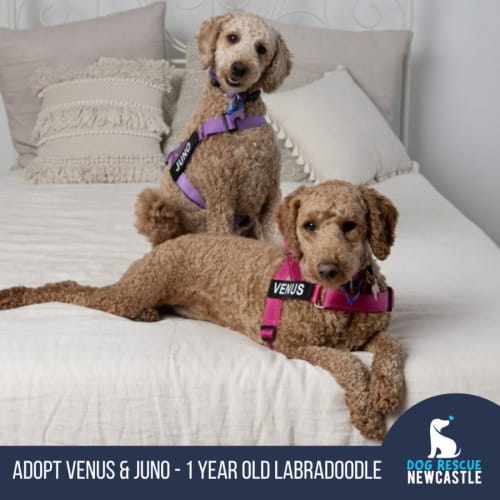 Venus & Juno - 1 Year Old Labradoodle (Trial)