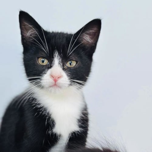 Etta - Located in Niddrie