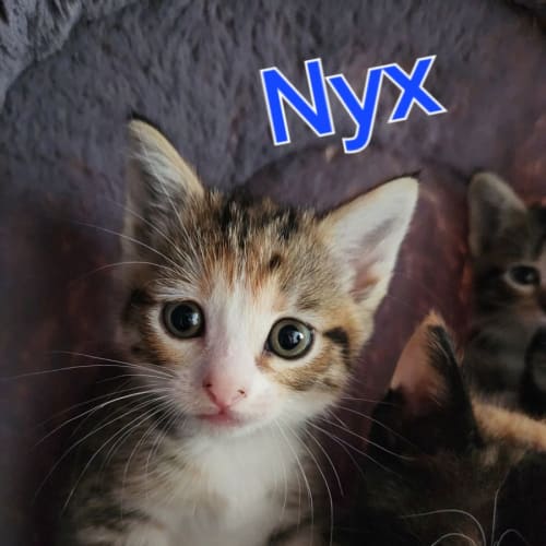 Nyx