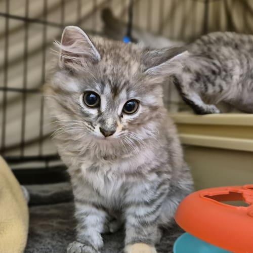 Coco