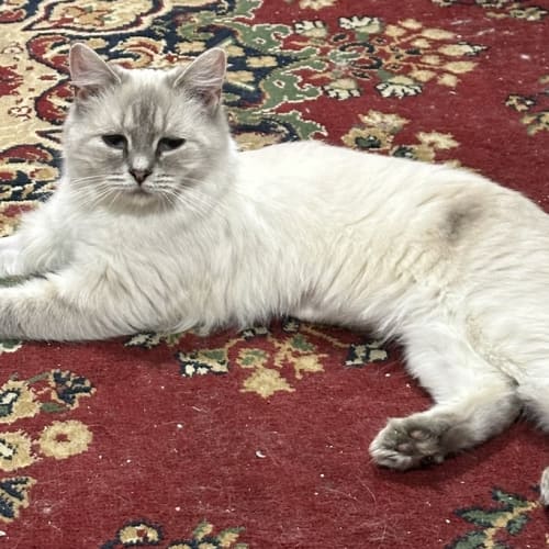 Willow