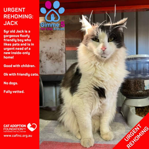 Jack Private Rehoming No Charge!