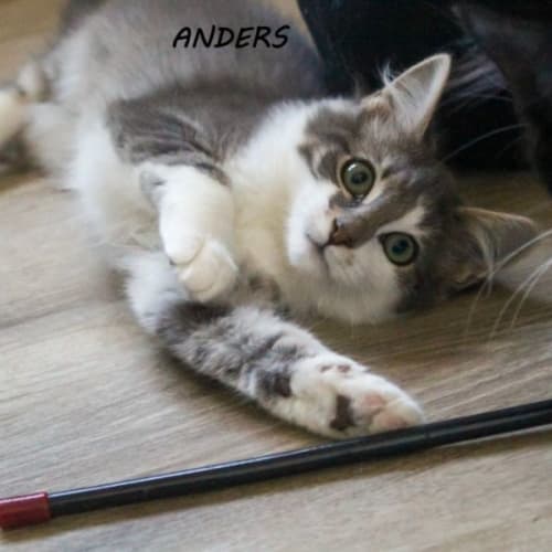 Anders