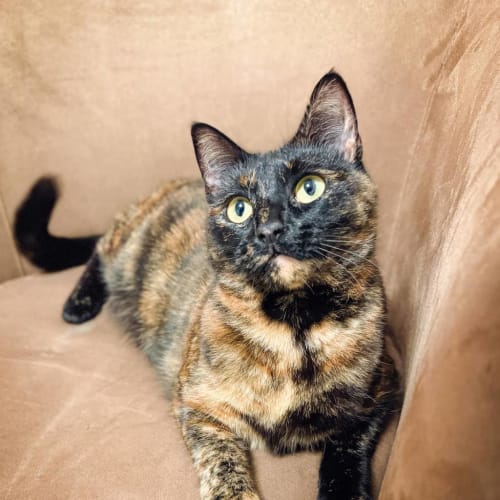 Bella