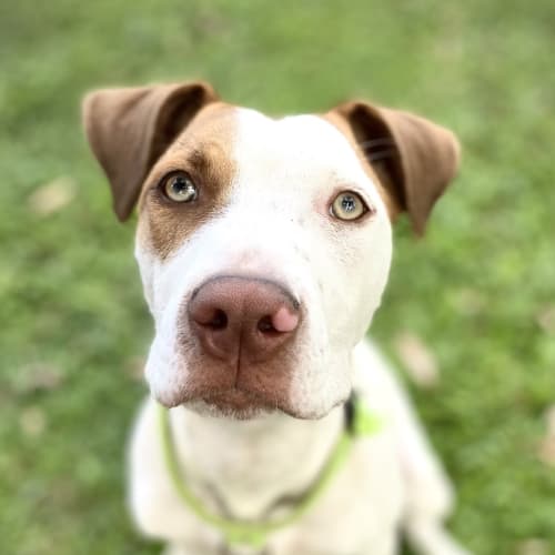 Gemma