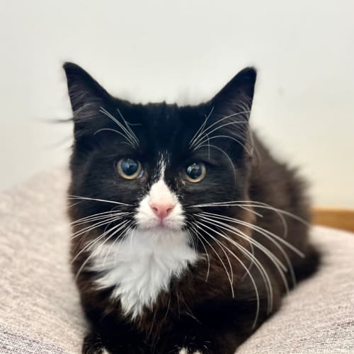 Pip