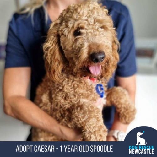 Caesar - 1 Year Old Spoodle (Trial)