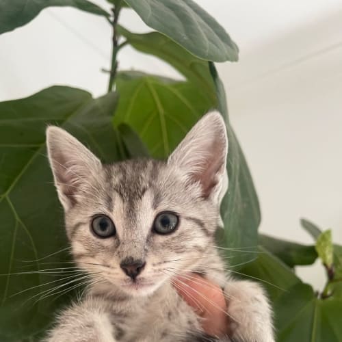 Luka meet me at Petstock Mornington Nepean hwy