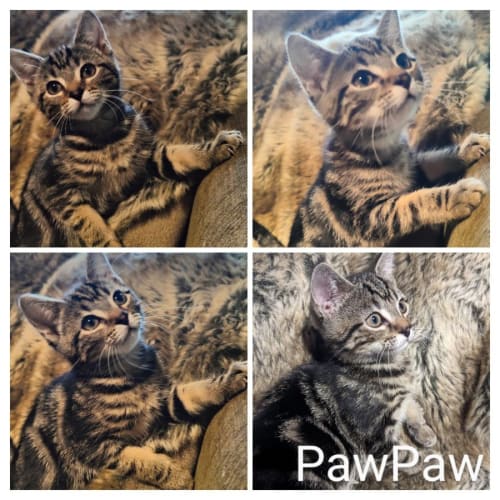 PawPaw**2nd Chance Cat Rescue**