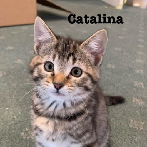 Catalina