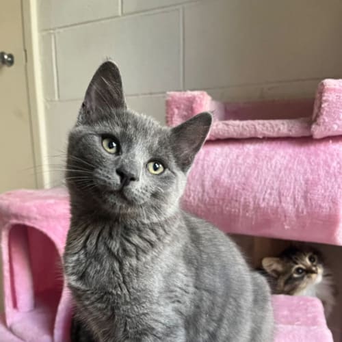 Bentley meet me@petstock Chelsea store 