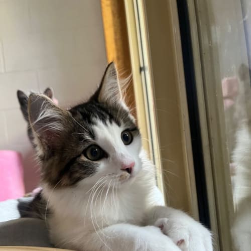 Dennis meet me at Petstock Chelsea storw