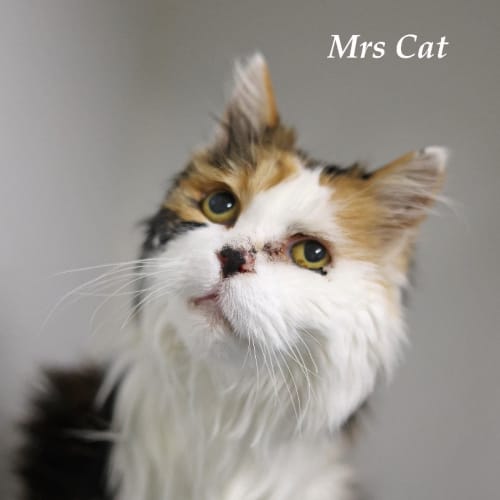 Mrs Cat