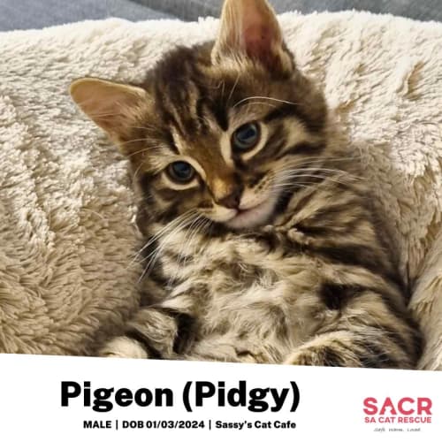 Pigeon (Pidgy)