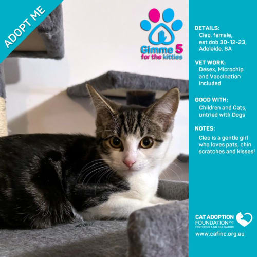 Cleo Just $50 Limited Time!