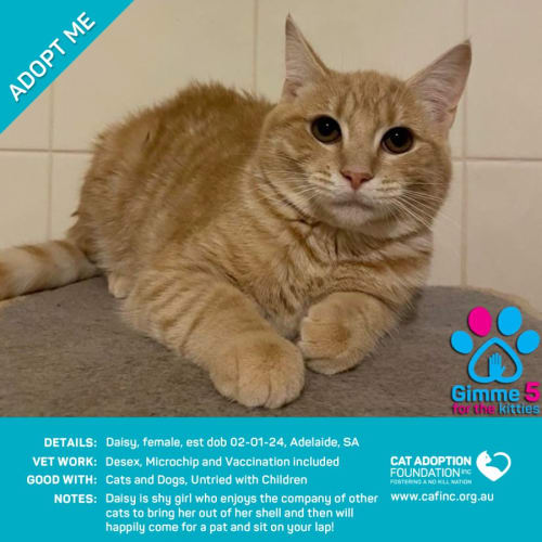 Daisy Just $50 Limited Time!