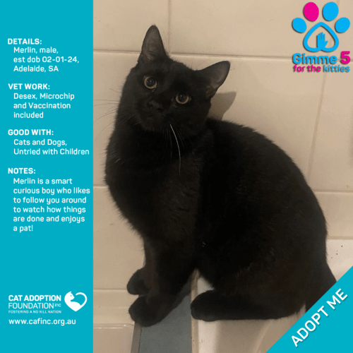 Merlin Just $50 Limited Time!